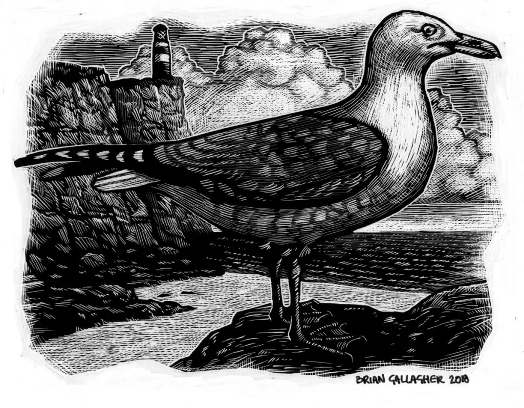 Herring Gull