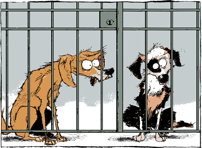 Lockdown Dogs