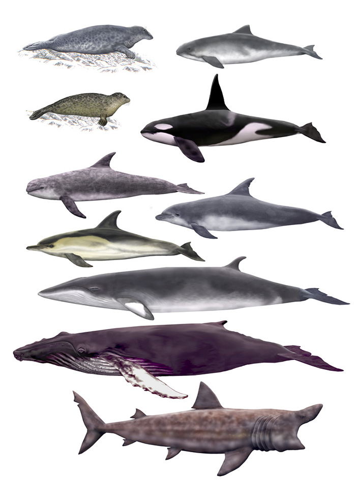 W.Helps-ocean-giants-illustrations