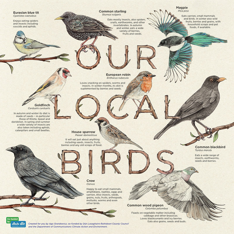 Aga-Grandowicz_local-birds-info-board